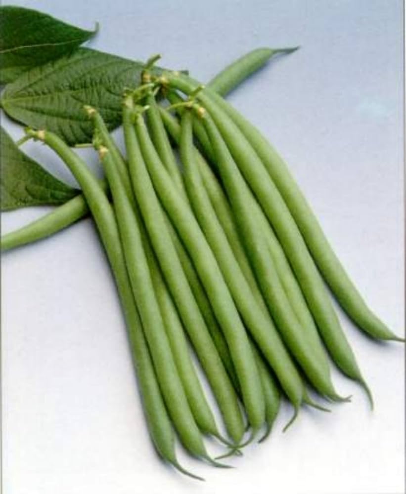 Extra Fine Beans - Image 9