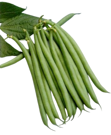 Extra Fine Beans - Image 8