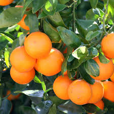 Pixie Orange - Image 5