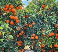 Pixie Orange - Image 4